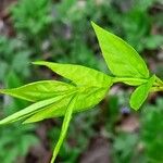 Euonymus verrucosus 叶