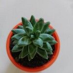 Pachyphytum compactumبرگ