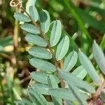 Vicia pannonica 葉