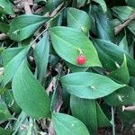 Ruscus hypophyllum Ffrwyth