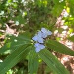 Tradescantia subaspera Flor