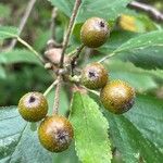 Karpatiosorbus remensis Fruto