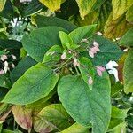 Clerodendrum trichotomum Ліст