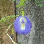 Clitoria ternatea花