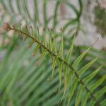 Pteris longifolia List