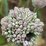 Allium porrum Flor