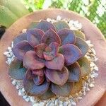 Graptopetalum superbumLiść