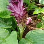 Curcuma decipiens ফুল