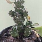 Euphorbia ritchiei Цвят