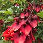 Erythrina crista-galliফুল