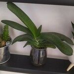 Gasteria excelsa Hostoa