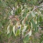 Celtis australis Gyümölcs