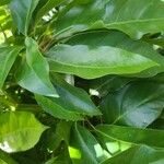 Dendropanax cuneatus Hoja