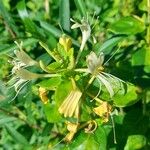 Lonicera japonicaപുഷ്പം