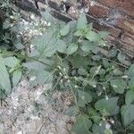 Ageratum conyzoides Leaf