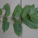 Tapirira guianensis 葉