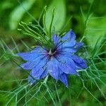 Nigella damascenaKvět