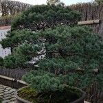 Pinus parviflora موطن