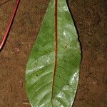 Psychotria densinervia Leaf