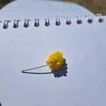 Trifolium campestre Flower