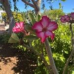 Adenium multiflorum Цвят