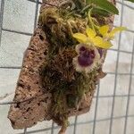 Haraella retrocalla Flor
