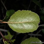 Rhamnus crocea 葉