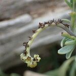 Heliotropium curassavicum Fruit