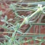 Spermacoce verticillata पत्ता