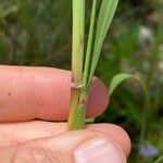 Bothriochloa bladhii Koor