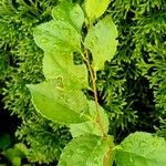 Celastrus orbiculatus Leaf