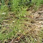 Equisetum pratense برگ