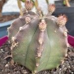 Echinocereus subinermis पत्ता