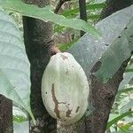 Theobroma cacao Frukto