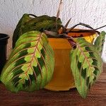 Maranta leuconeura É.Morren葉