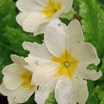 Primula vulgaris Květ