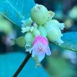 Symphoricarpos albusFlor