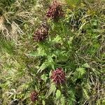 Pedicularis recutita Облик