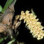 Pomatocalpa spicatum Flower