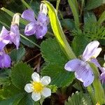 Viola riviniana Çiçek