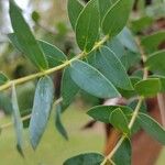 Eucalyptus parvula Fuelha