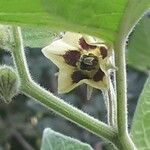 Physalis peruviana Květ