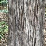 Cupressus torulosa Bark