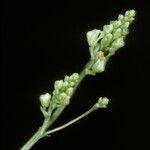 Trizeuxis falcata Flower
