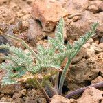 Lomatium nevadense عادت