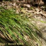 Carex halleriana Alkat (teljes növény)