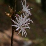 Ainsliaea aptera फूल