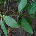 Acokanthera oppositifolia Fuelha