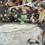 Acalypha australis Blad