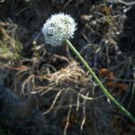 Eriogonum nudum Habitat